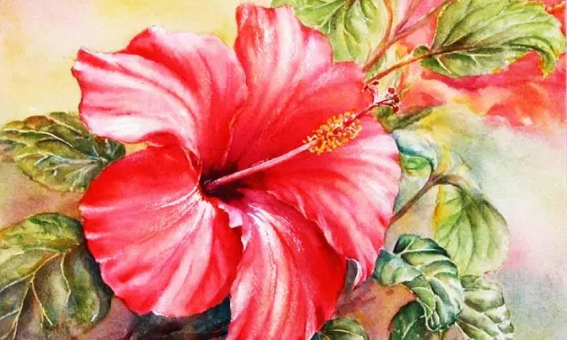 hibiscus hibiscus