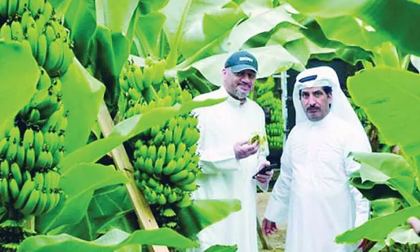 ഈ​ന്ത​പ്പ​ഴം മാ​ത്ര​മ​ല്ല ഇ​വി​ടെ ന​ല്ല വാ​ഴ​പ്പ​ഴ​വും കാ​യ്ക്കും