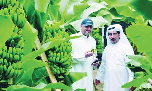 ഈ​ന്ത​പ്പ​ഴം മാ​ത്ര​മ​ല്ല ഇ​വി​ടെ ന​ല്ല വാ​ഴ​പ്പ​ഴ​വും കാ​യ്ക്കും