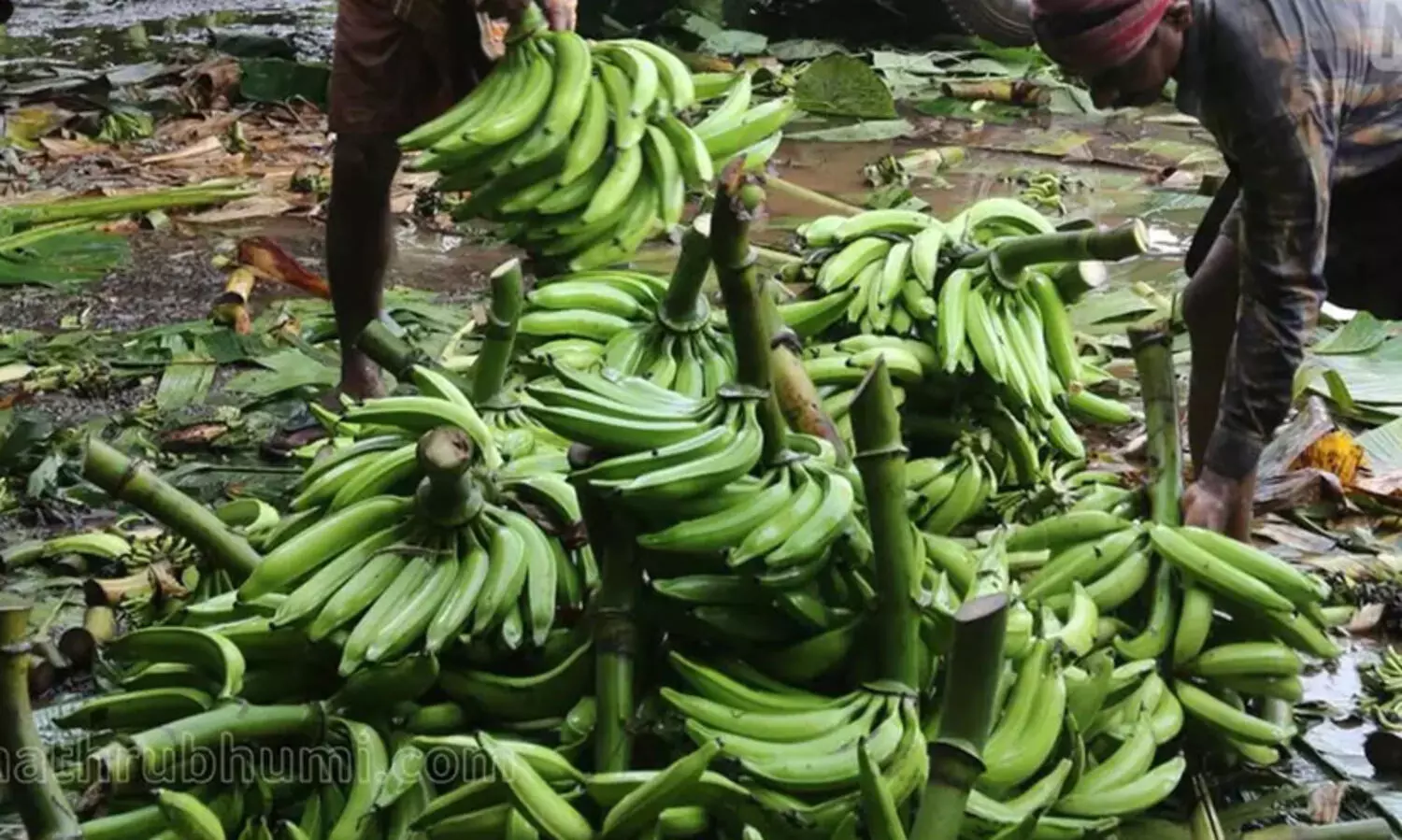 വിലയില്ല; ഏത്തവാഴ കർഷകർ പ്രതിസന്ധിയിൽ