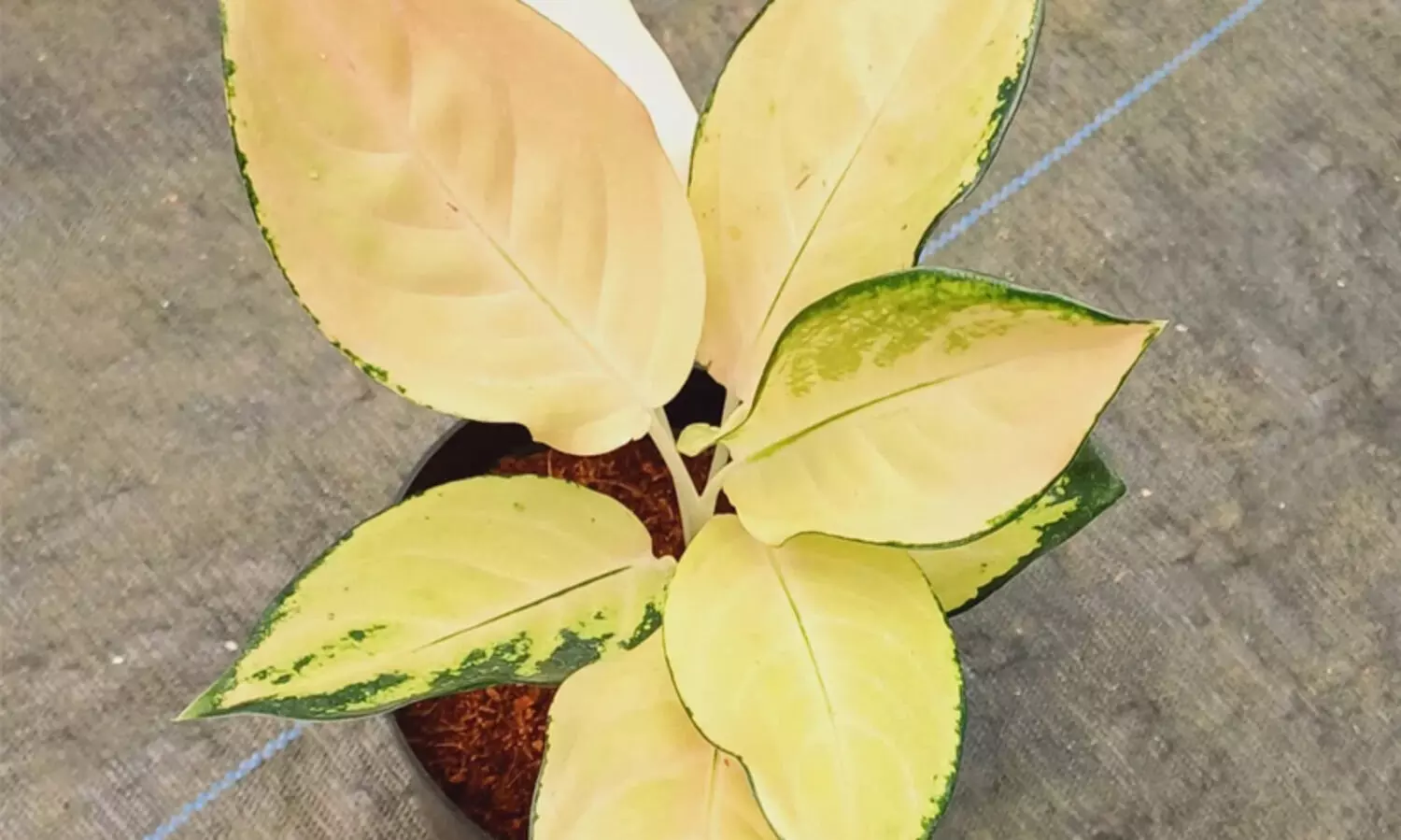 അ​ഗ​ലോ​ണി​മ യെ​ല്ലോ മ​ജ​സ്റ്റി​ക്