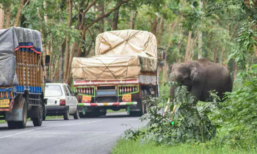 bandipur forest root bandipur forest root