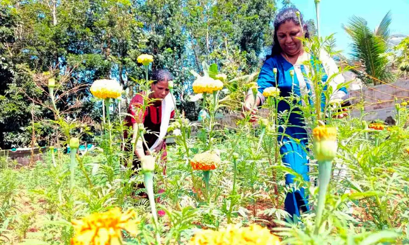 Flower cultivation organized by Kudumbashree Flower cultivation organized by Kudumbashree