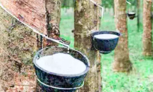 Rubber Cultivation