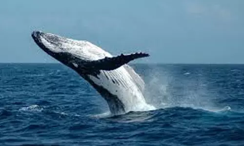Whale