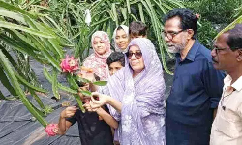 dragon fruit dragon fruit