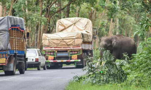 bandipur forest root