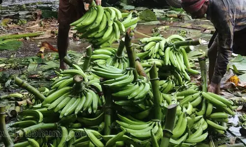 വിലയില്ല; ഏത്തവാഴ കർഷകർ പ്രതിസന്ധിയിൽ