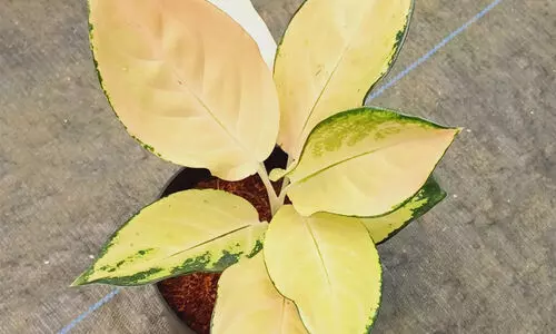 അ​ഗ​ലോ​ണി​മ യെ​ല്ലോ മ​ജ​സ്റ്റി​ക്