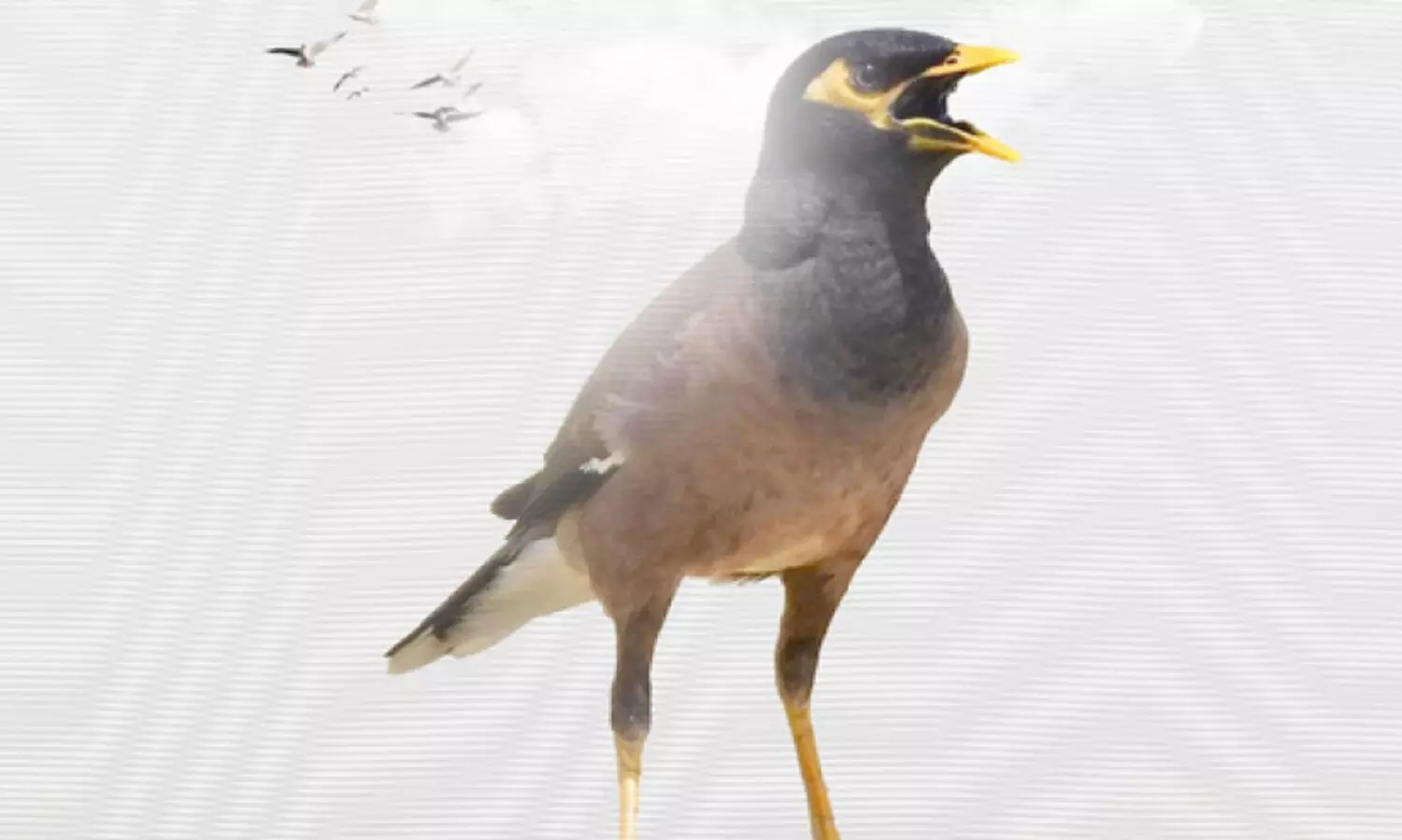 പ​രി​സ്ഥി​തി കാ​ലാ​വ​സ്ഥ വ്യ​തി​യാ​ന മ​ന്ത്രാ​ല​യം പ്ര​വ​ർ​ത്ത​ന റി​പ്പോ​ർ​ട്ട്; മൂ​ന്നു​മാ​സ​ത്തി​നി​ടെ പി​ടി​കൂ​ടി​യ​ത് 5,093 മൈ​ന​ക​ളെ