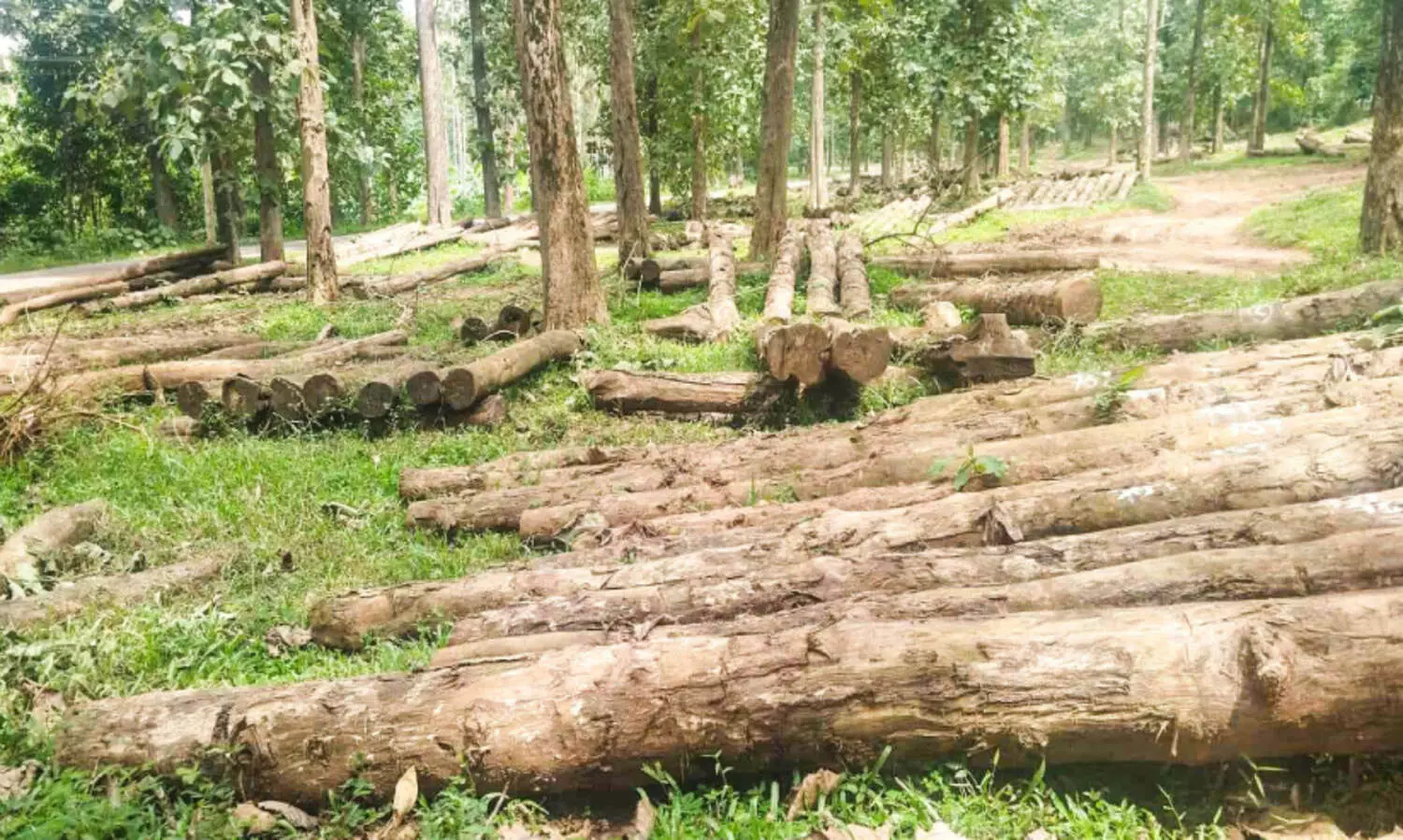 കോന്നി തേക്കിന് പെരുമയേറുന്നു