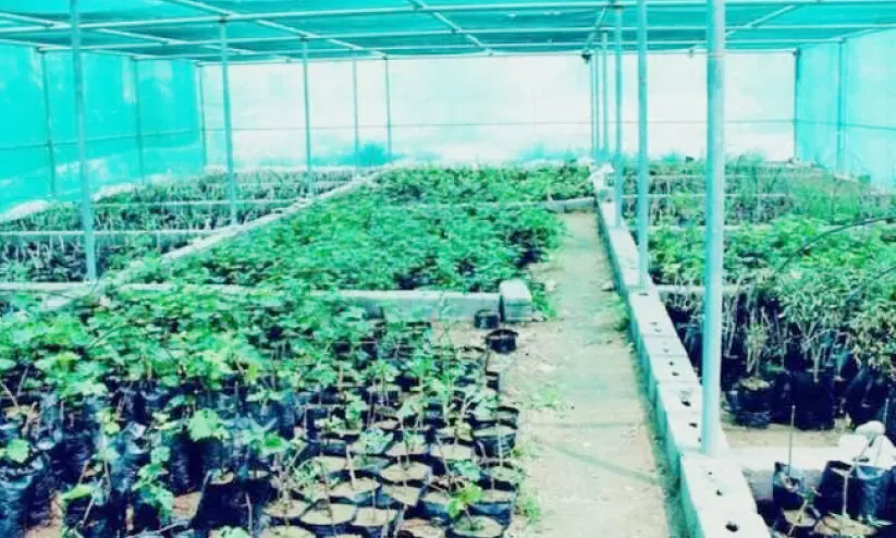 കർഷകരെ പിന്തുണക്കൽ; ദാഹിറയിൽ 8000 തൈകൾ വിതരണം ചെയ്തു കർഷകരെ പിന്തുണക്കൽ; ദാഹിറയിൽ 8000 തൈകൾ വിതരണം ചെയ്തു