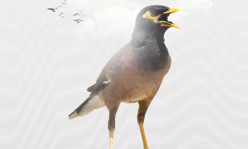 പരിസ്ഥിതി കാലാവസ്ഥ വ്യതിയാന മന്ത്രാലയം പ്രവർത്തന റിപ്പോർട്ട്; മൂന്നുമാസത്തിനിടെ പിടികൂടിയത് 5,093 മൈനകളെ പരിസ്ഥിതി കാലാവസ്ഥ വ്യതിയാന മന്ത്രാലയം പ്രവർത്തന റിപ്പോർട്ട്; മൂന്നുമാസത്തിനിടെ പിടികൂടിയത് 5,093 മൈനകളെ