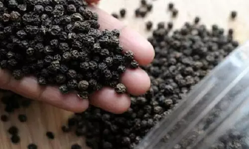 price rise of black pepper