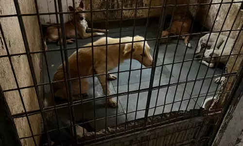 ഒടുവിൽ വന്ധ്യംകരണം; തെരുവുനായ്ക്കളുടെ എണ്ണം കുറയും