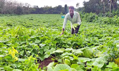 കൃ​ഷി​യാ​ണ് സ​ന്തോ​ഷി​ന്റെ സ​ന്തോ​ഷം