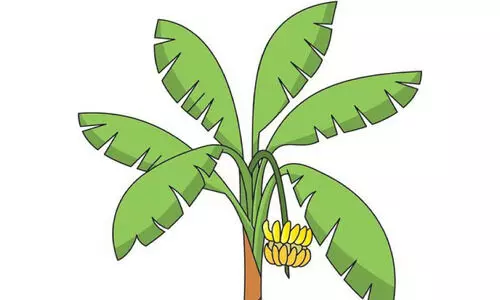 നേന്ത്രൻ വില ഓണായി