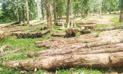 കോന്നി തേക്കിന് പെരുമയേറുന്നു