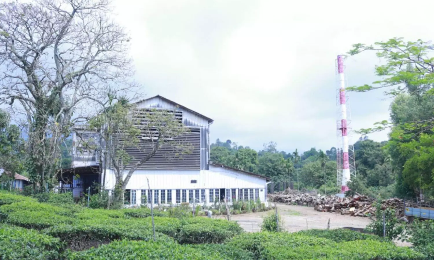 ആ​ധി ഉ​ള്ളി​ലൊ​തു​ക്കി അ​വ​ർ തേയില നു​ള്ളു​ന്നു