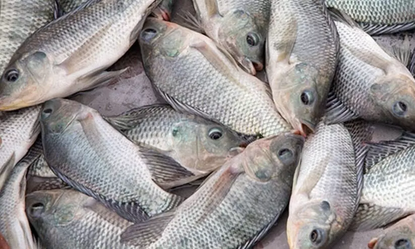 ടാങ്കിൽനിന്ന് ആ 1000 കിലോ മത്സ്യം എവിടെപ്പോയി...?