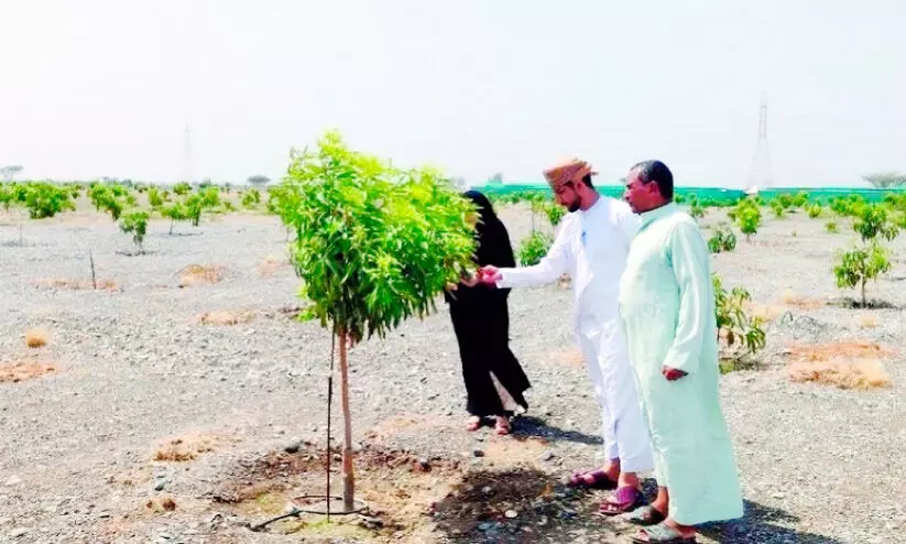 ബർക്കയിലും മുസന്നയിലും 373 ഏക്കർ സ്ഥലത്ത് മാമ്പഴക്കൃഷി ബർക്കയിലും മുസന്നയിലും 373 ഏക്കർ സ്ഥലത്ത് മാമ്പഴക്കൃഷി