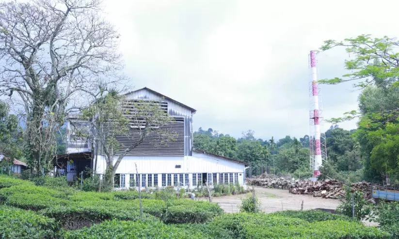 ആ​ധി ഉ​ള്ളി​ലൊ​തു​ക്കി അ​വ​ർ തേയില നു​ള്ളു​ന്നു