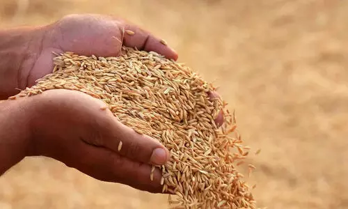 പണം വൈകിയാലും പരാതി പാടില്ല; നെല്ല്​ സംഭരണത്തിന്​ വിചിത്ര നിബന്ധനയുമായി സപ്ലൈകോ