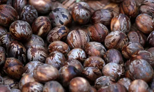 റബർ കുരു ഉൽപാദനം കുറഞ്ഞു; മലയോര മേഖലക്ക് തിരിച്ചടി