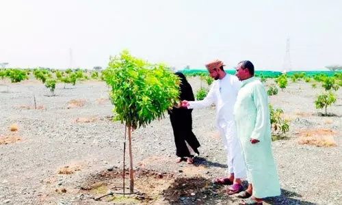 ബ​ർ​ക്ക​യി​ലും മു​സ​ന്ന​യി​ലും 373 ഏ​ക്ക​ർ സ്ഥ​ല​ത്ത് മാ​മ്പ​ഴ​ക്കൃ​ഷി