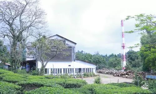 ആ​ധി ഉ​ള്ളി​ലൊ​തു​ക്കി അ​വ​ർ തേയില നു​ള്ളു​ന്നു