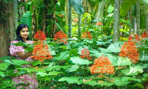 ഇന്ന് അത്തം; നാട്ടുപൂക്കളത്തിന്റെ റാണിയായി കൃഷ്ണകിരീടം