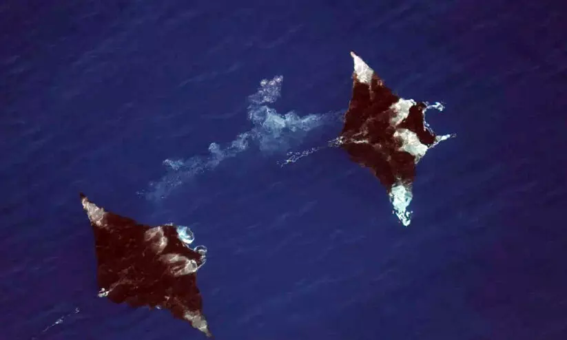 marine-animals marine-animals