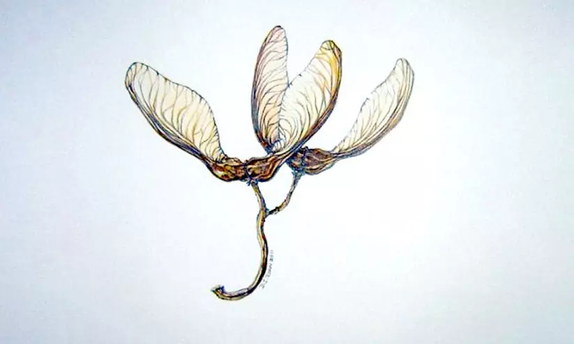 രണ്ട് കവിതകൾ രണ്ട് കവിതകൾ