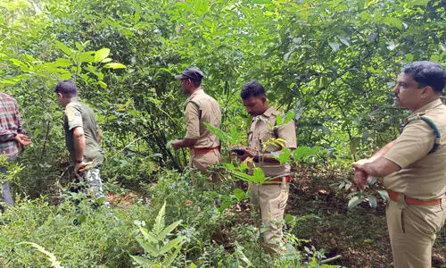 പുലിഭീതി: മാവൂരിൽ വനപാലകർ പരിശോധന നടത്തി
