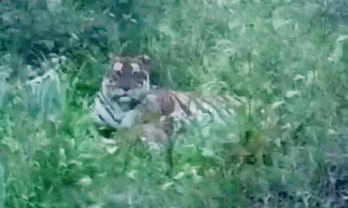Tigers in residensial areas