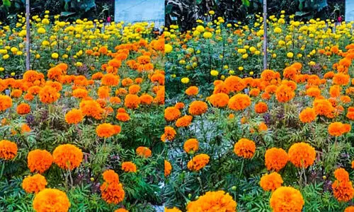 ചെണ്ടുമല്ലിയിൽ  വിജയഗാഥയൊരുക്കി വിശ്വകർമ മഹാസഭ