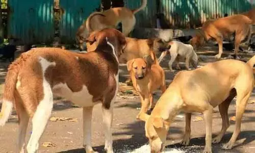 തെരുവ് നായ്; സുപ്രീം കോടതി ഉത്തരവ് നടപ്പാക്കുന്ന ആദ്യ സംസ്ഥാനമാകാൻ രാജസ്ഥാൻ
