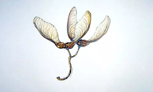 ര​ണ്ട് ക​വി​ത​ക​ൾ