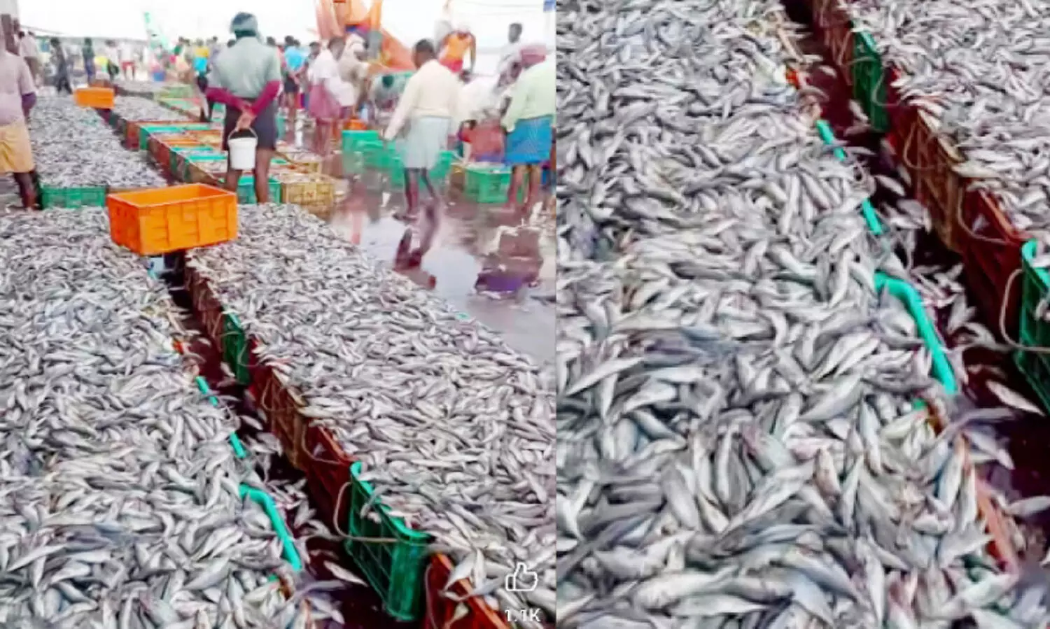 താ​നൂ​ർ ഹാ​ർ​ബ​റിൽ അ​യ​ല ചെ​മ്പാ​ൻ ചാ​ക​ര; ദേ ​വ​ന്നു, ദാ ​പോ​യി...