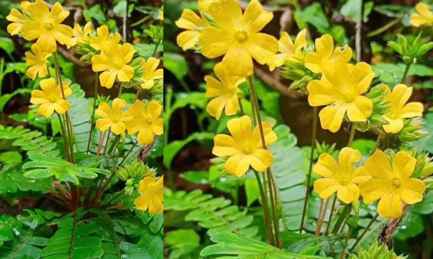 ഇന്ന് ചോതി; മൂക്കുറ്റികൊണ്ട് മൂടാം മൂന്നാം പൂക്കളം