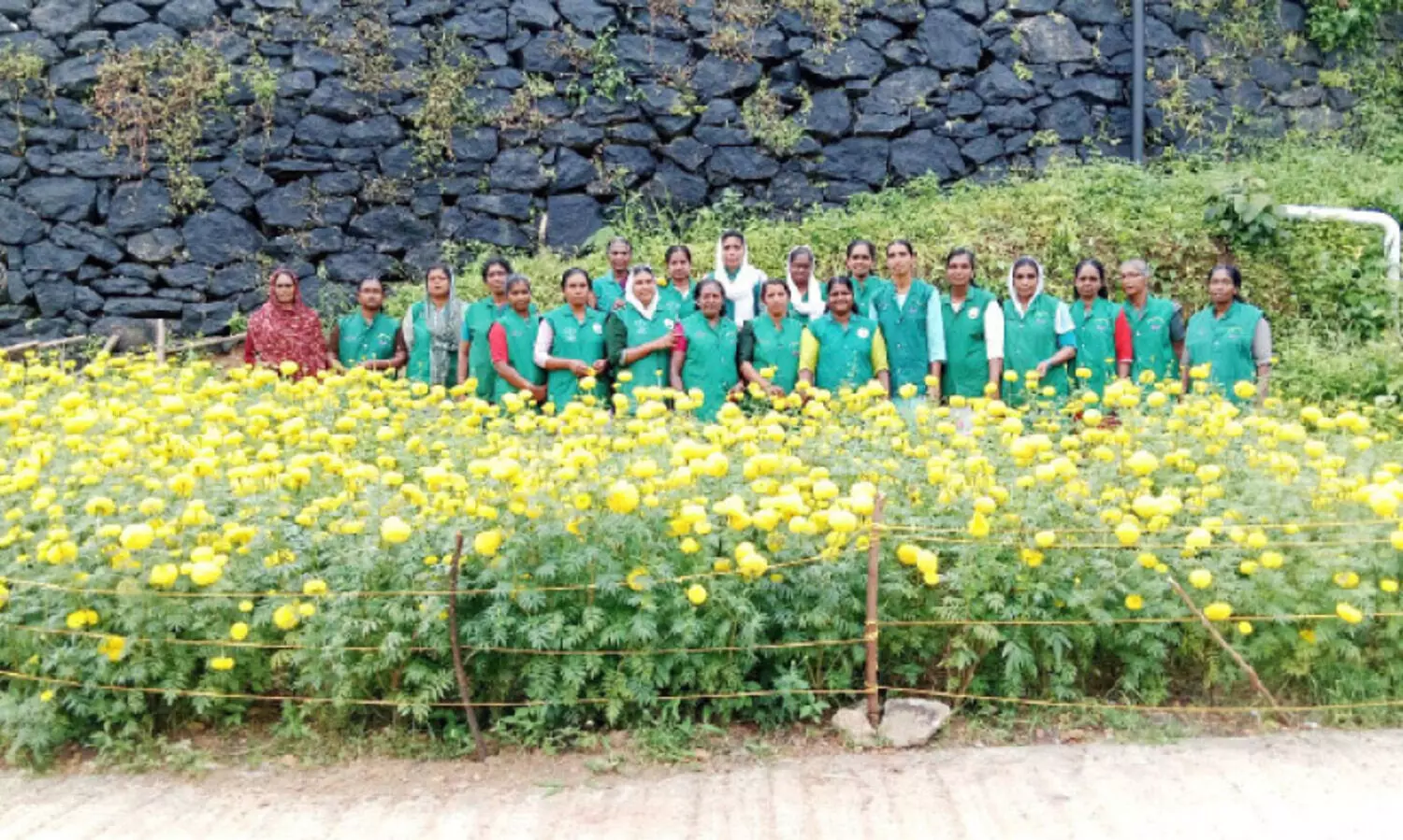 ഹരിത ഭംഗിയിലൊരുങ്ങിയ പൂ​പ്പാടം