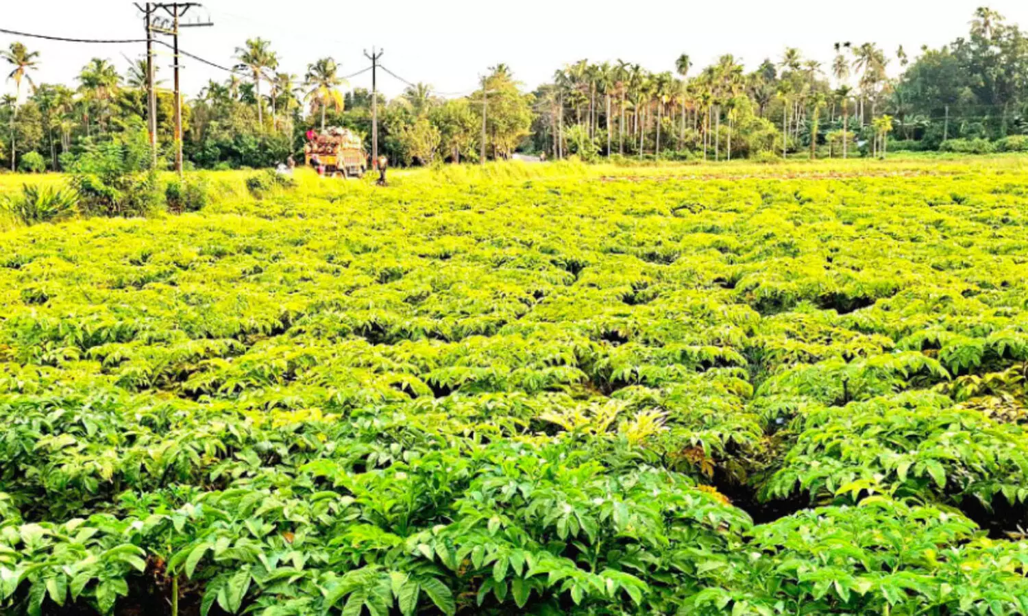 ഓ​ണ വി​പ​ണി ല​ക്ഷ്യ​മി​ട്ട ചേ​ന​കൃ​ഷി​യി​ൽ വി​ജ​യവുമായി ക​ർ​ഷ​ക​ൻ