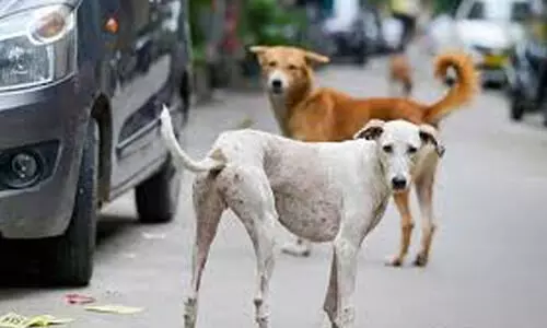 തെരുവുനായ് ശല്യം; നഗരത്തിൽ ഡോഗ് പാർക്ക് ഉടൻ