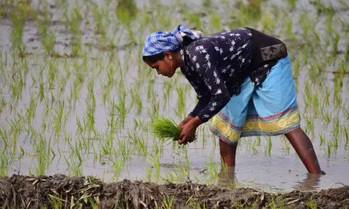 കൃഷി പ്രതിസന്ധിയിലെന്ന്​ കർഷകർ; കേന്ദ്രശാസ്ത്രപഠന സംഘം കുമരകത്ത്