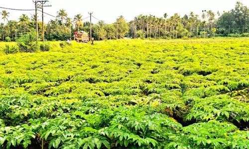 ഓണ വിപണി ലക്ഷ്യമിട്ട ചേനകൃഷിയിൽ വിജയവുമായി കർഷകൻ ഓണ വിപണി ലക്ഷ്യമിട്ട ചേനകൃഷിയിൽ വിജയവുമായി കർഷകൻ