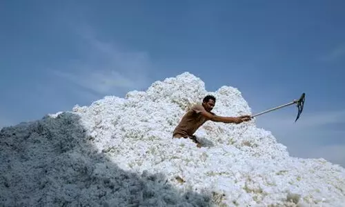 പരുത്തി കയറ്റുമതിക്ക് ഡിസംബർ31വരെ നികുതി ഈടാക്കേണ്ടെന്ന് കേന്ദ്രം