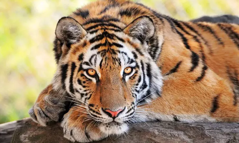 കാലിസമ്പത്തും കാർന്നുതിന്ന്​ വന്യജീവികൾ; അഞ്ചാണ്ടിൽ കൊല്ലപ്പെട്ടത്​ മൂവായിരത്തോളം