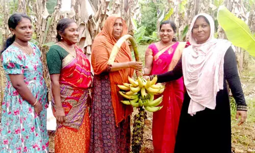വാഴകൃഷിയിൽ നേട്ടം കൈവരിച്ച് വരവൂരിലെ സ്ത്രീ കൂട്ടായ്മ