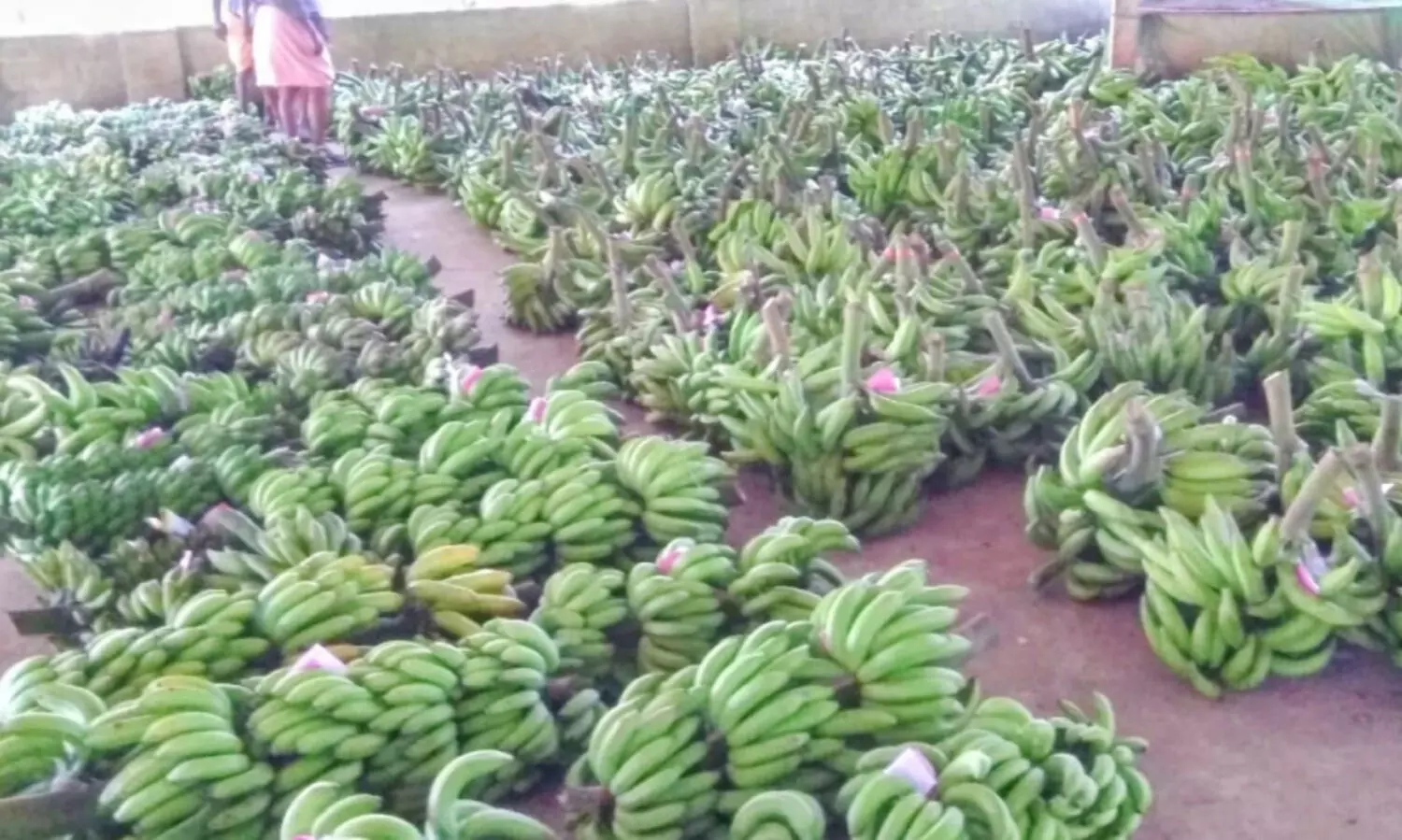 കാൽനൂറ്റാണ്ടിന്‍റെ കഥ പറയും കർഷകവിപണി