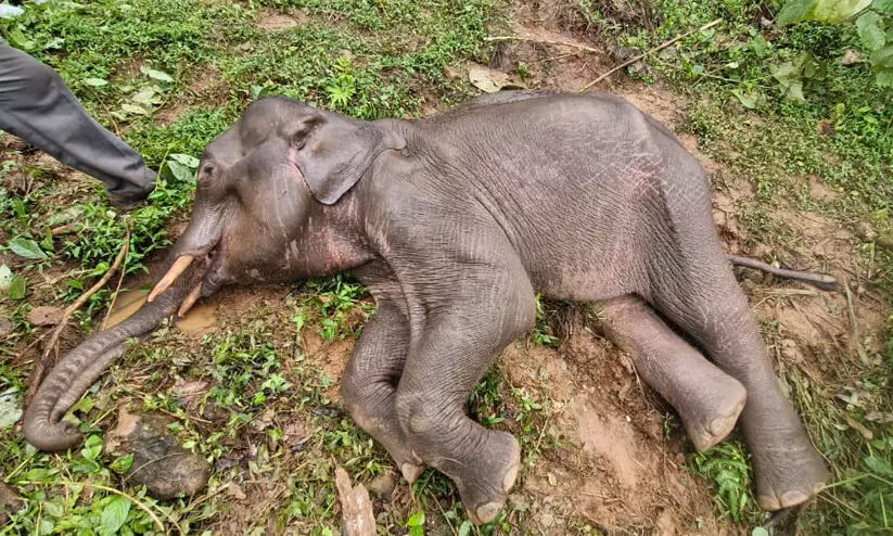 Aralam Farm Aralam Farm